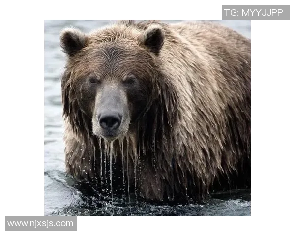 棕熊与黑熊的生存竞争与生态角色探讨及其对自然环境的影响分析